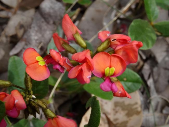 Kennedia coccinea image