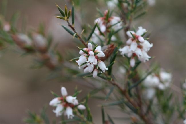 Lissanthe strigosa image