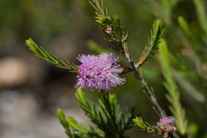 Melaleuca decussata image