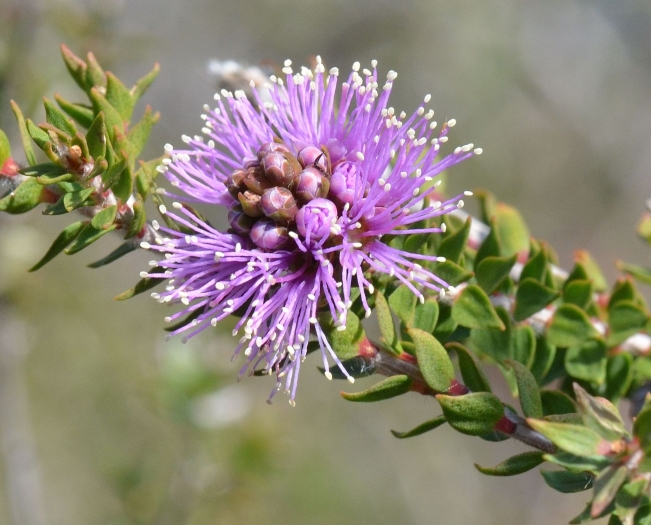 Melaleuca squamea image