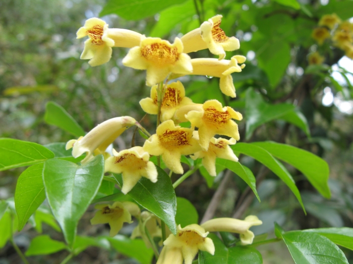 Pandorea pandorana image