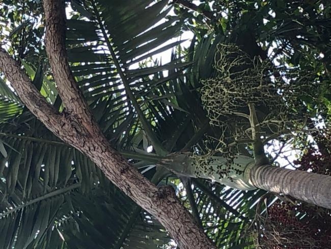 Ptychosperma elegans image