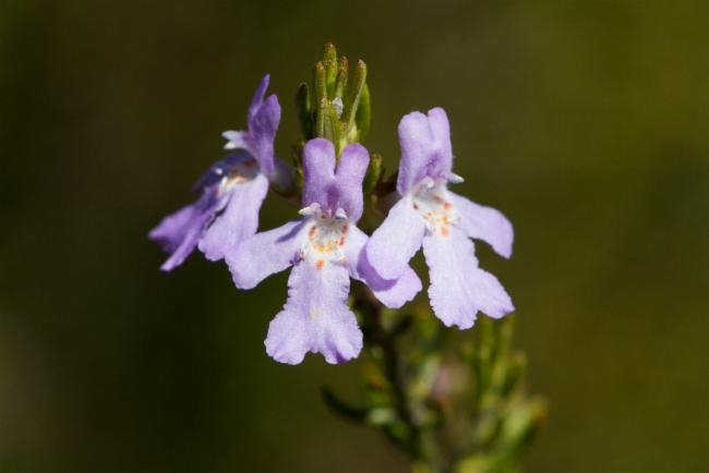 Westringia eremicola image