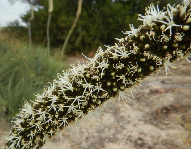 Xanthorrhoea caespitosa image