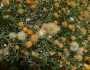 Bebbia juncea image