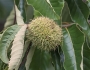 Castanea dentata image