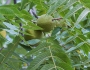 Juglans nigra image