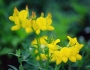 Lotus corniculatus image