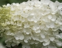 Hydrangea paniculata image