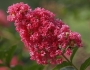 Lagerstroemia indica image