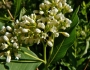 Apocynum cannabinum image
