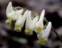 Dicentra cucullaria image