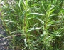 Artemisia dracunculus image