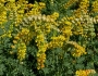 Lupinus microcarpus image