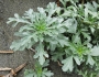 Ambrosia chamissonis image