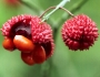 Euonymus americanus image