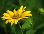 Helianthus decapetalus image