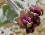 Asclepias californica image
