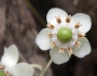 Chimaphila maculata image