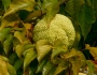 Maclura pomifera image