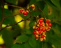 Celastrus scandens image