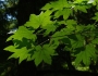 Acer circinatum image