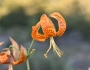 Lilium humboldtii image