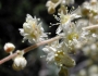 Holodiscus discolor image