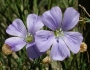 Linum lewisii image