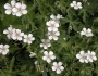 Geranium richardsonii image