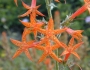 Ipomopsis aggregata image