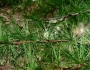 Larix occidentalis image