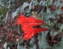 Epilobium canum image