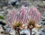 Geum triflorum image