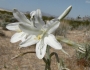 Hesperocallis undulata image