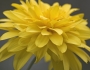 Heliopsis helianthoides image