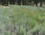 Elymus violaceus image