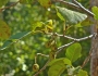 Alnus incana subsp. tenuifolia image