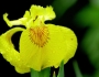 Iris pseudacorus image