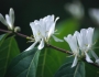 Lonicera maackii image
