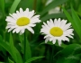 Leucanthemum vulgare image