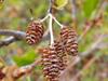 Alnus alnobetula subsp. sinuata image