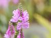 Physostegia virginiana image