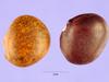 Phaseolus maculatus image