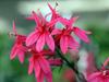 Lobelia speciosa image