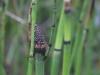 Equisetum hyemale subsp. affine image