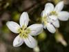 Claytonia lanceolata image