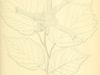Corylus sieboldiana var. mandshurica image