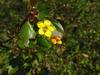 Ribes aureum var. gracillimum image