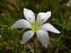 Zephyranthes atamasco image